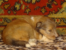 puppies