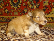 puppies