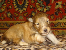 puppies