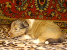 puppies
