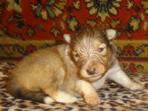puppies