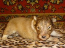 puppies