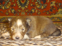puppies