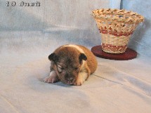 puppies