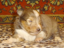 puppies