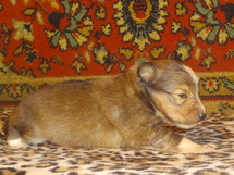 puppies
