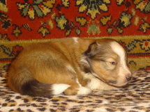 puppies