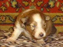 puppies