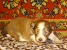 puppies