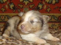 puppies