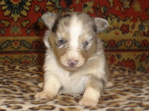 puppies