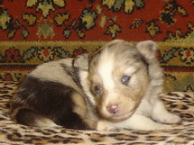 puppies