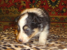 puppies