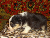 puppies
