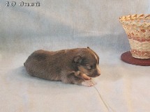 puppies