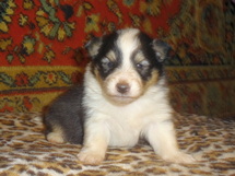 puppies