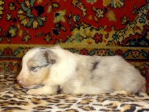 puppies