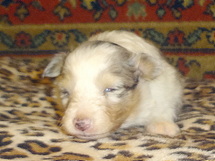 puppies
