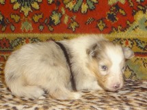 puppies
