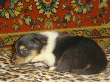 puppies