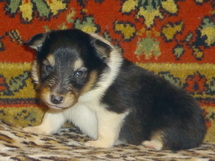 puppies