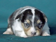 puppies