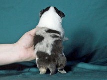 puppies
