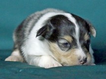 puppies
