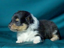 puppies