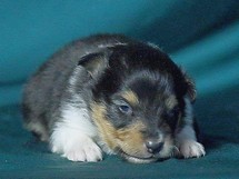 puppies
