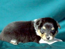 puppies