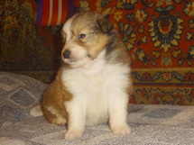 puppies