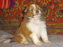 puppies
