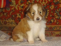 puppies