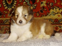 puppies