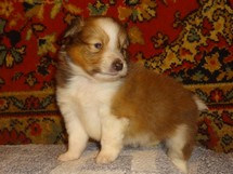 puppies