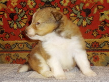 puppies