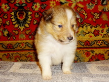 puppies
