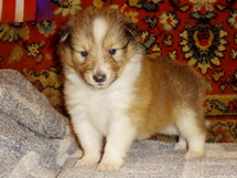 puppies