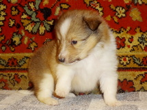 puppies