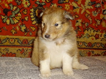 puppies