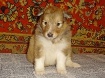 puppies