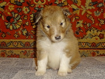 puppies