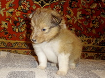 puppies