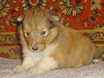 puppies