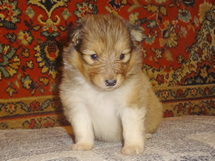 puppies