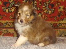 puppies
