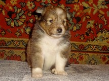 puppies