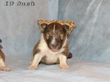 puppies