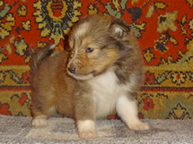 puppies